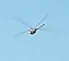 helicopter