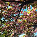 Magnolia Blossom