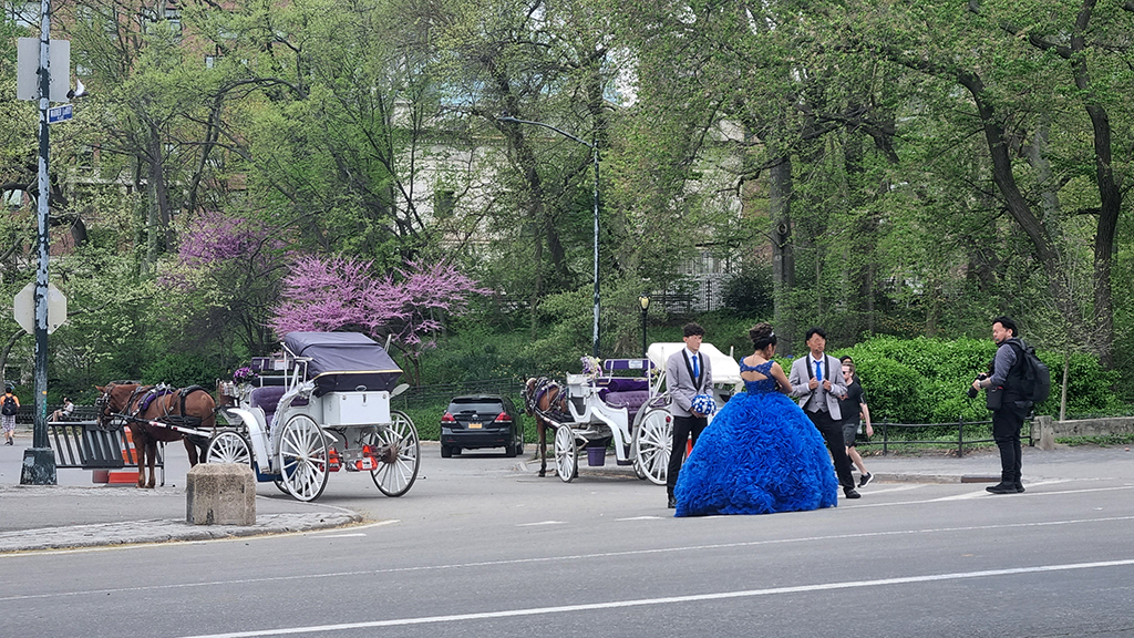 wedding Carriage In Central park