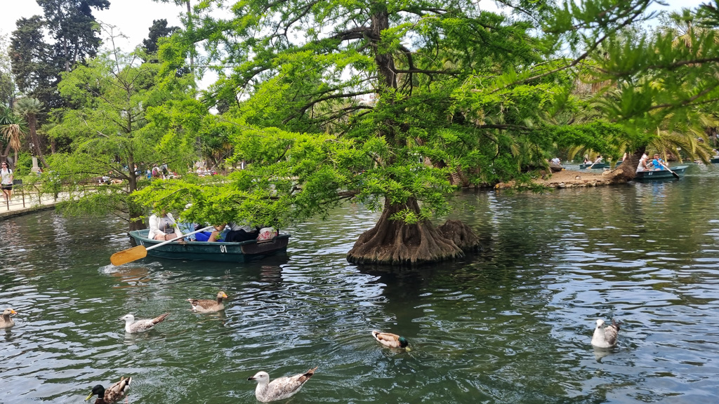 lake Rowing cuitadella